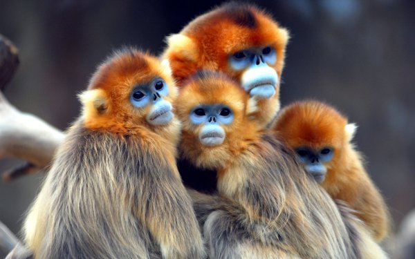 Animal Golden snub-nosed monkey Monkeys Monkey HD Wallpaper | Background Image