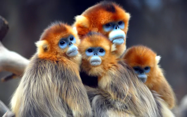 monkey Animal Golden snub-nosed monkey HD Desktop Wallpaper | Background Image
