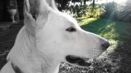 Close-up profile of a white Swiss Shepherd dog, a variation of the German Shepherd, captured in 4K Ultra HD with natural outdoor lighting.