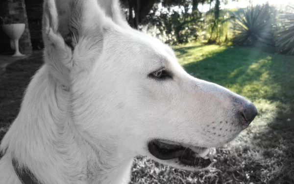 Close-up profile of a white Swiss Shepherd dog, a variation of the German Shepherd, captured in 4K Ultra HD with natural outdoor lighting.