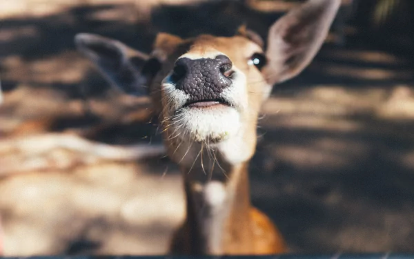 Close-up of an animal deer looking up in dappled forest light, 4K Ultra HD PC desktop wallpaper and background.