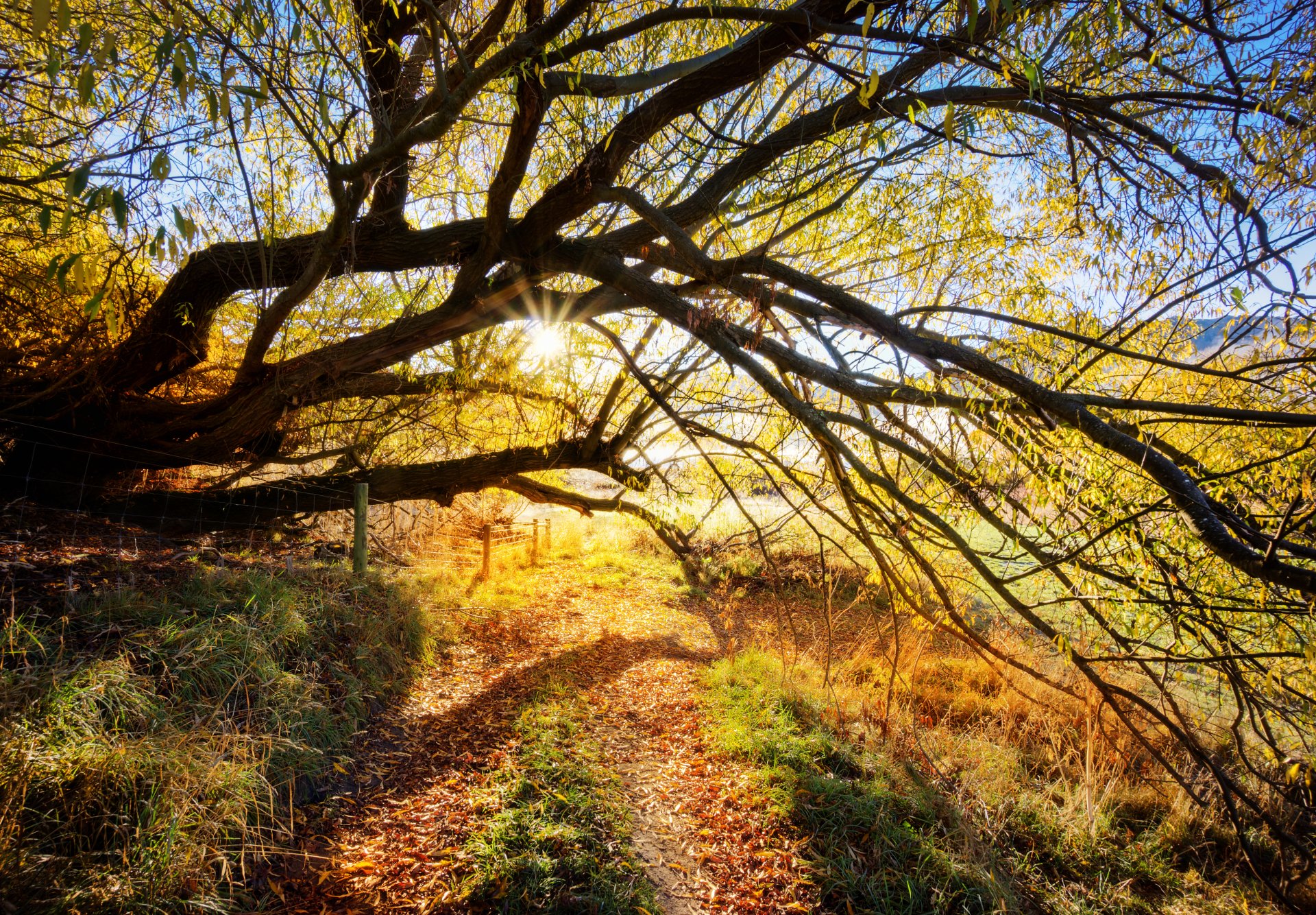 Download Sunbeam Nature Tree 4k Ultra HD Wallpaper by Trey Ratcliff ...