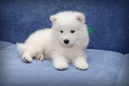 Adorable Samoyed puppy resting on a blue couch, showcasing its fluffy white coat and playful demeanor. This HD wallpaper captures the charm of baby animals beautifully.