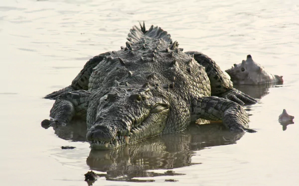 HD PC desktop wallpaper of a crocodile (animal) lying low in shallow, reflective water, scaly head and ridged back visible.