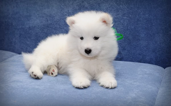 Adorable Samoyed puppy resting on a blue couch, showcasing its fluffy white coat and playful demeanor. This HD wallpaper captures the charm of baby animals beautifully.