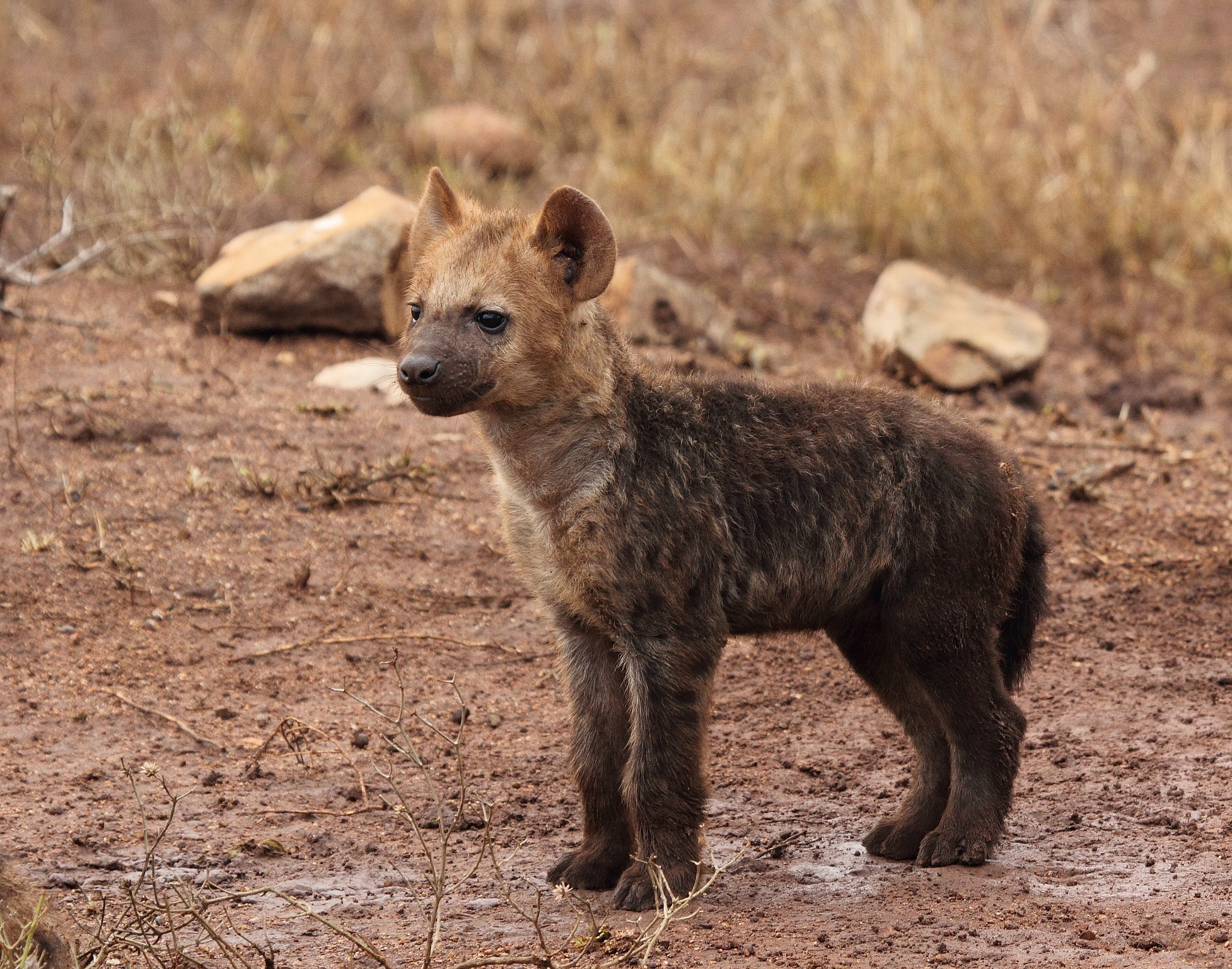 Baby Hyena Cub