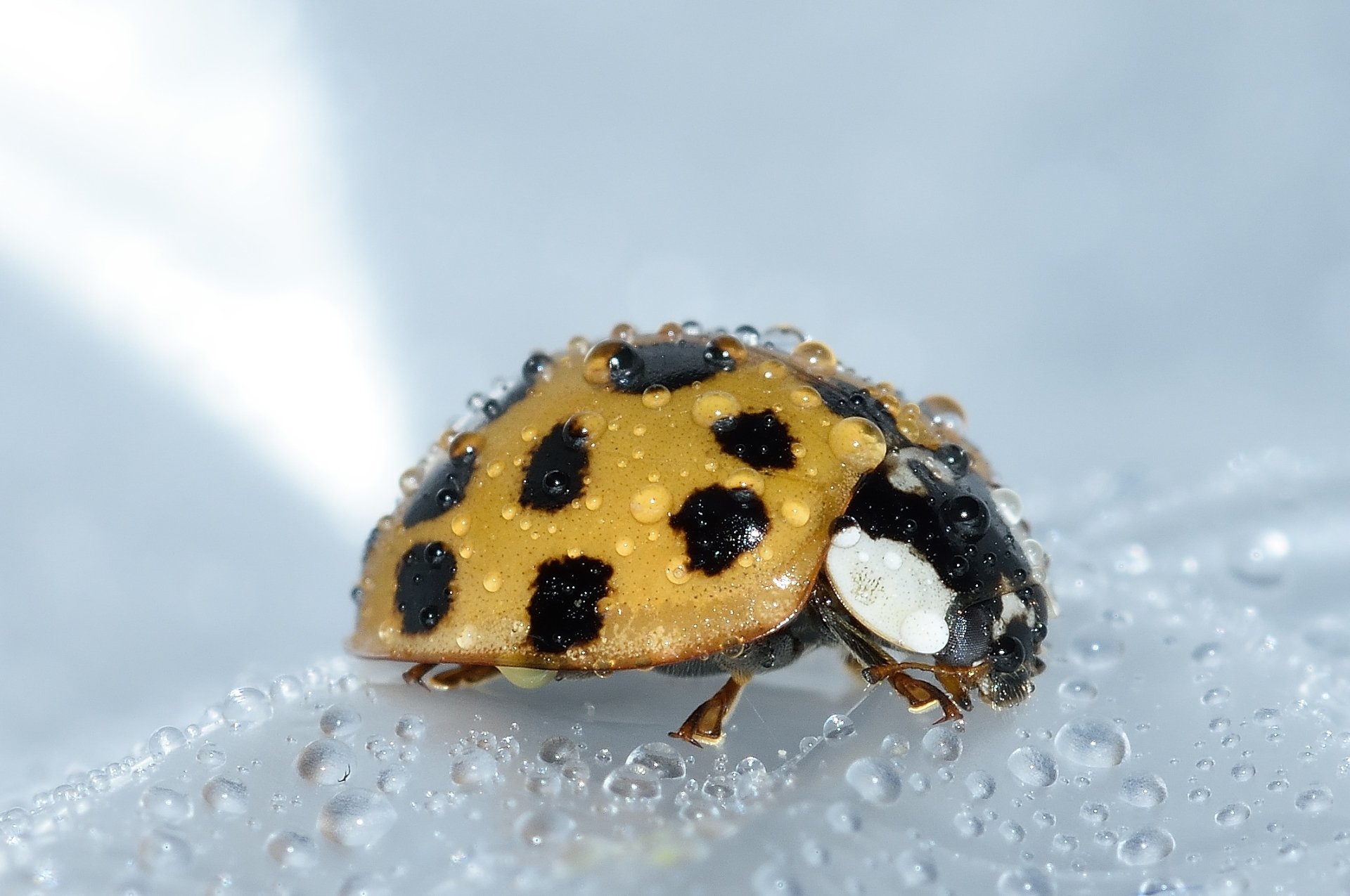 Download Insect Water Drop Close-up Macro Beetle Animal Ladybug HD ...