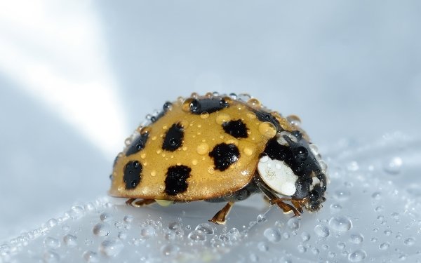 Animal Ladybug Beetle Macro Close-Up Water Drop Insect HD Wallpaper | Background Image