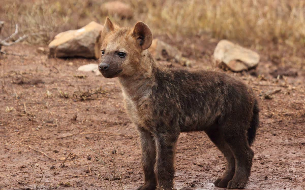  Baby Hyena Cub