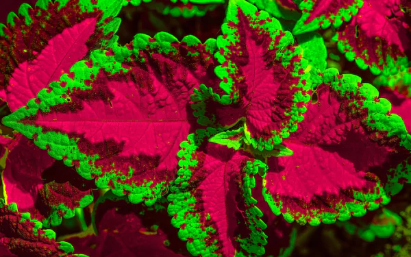 Close-up of coleus leaves with magenta centers and neon-green ruffled edges, vivid nature plant image — 2K Quad HD PC desktop wallpaper/background.