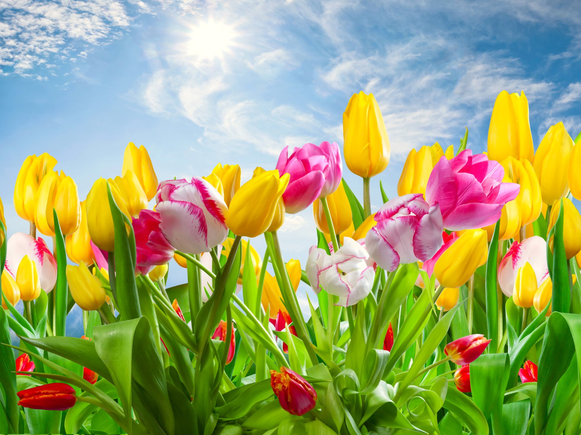 Colorful Tulips 4k Ultra Hd Wallpaper And Background Image 4000x3000 Id674032