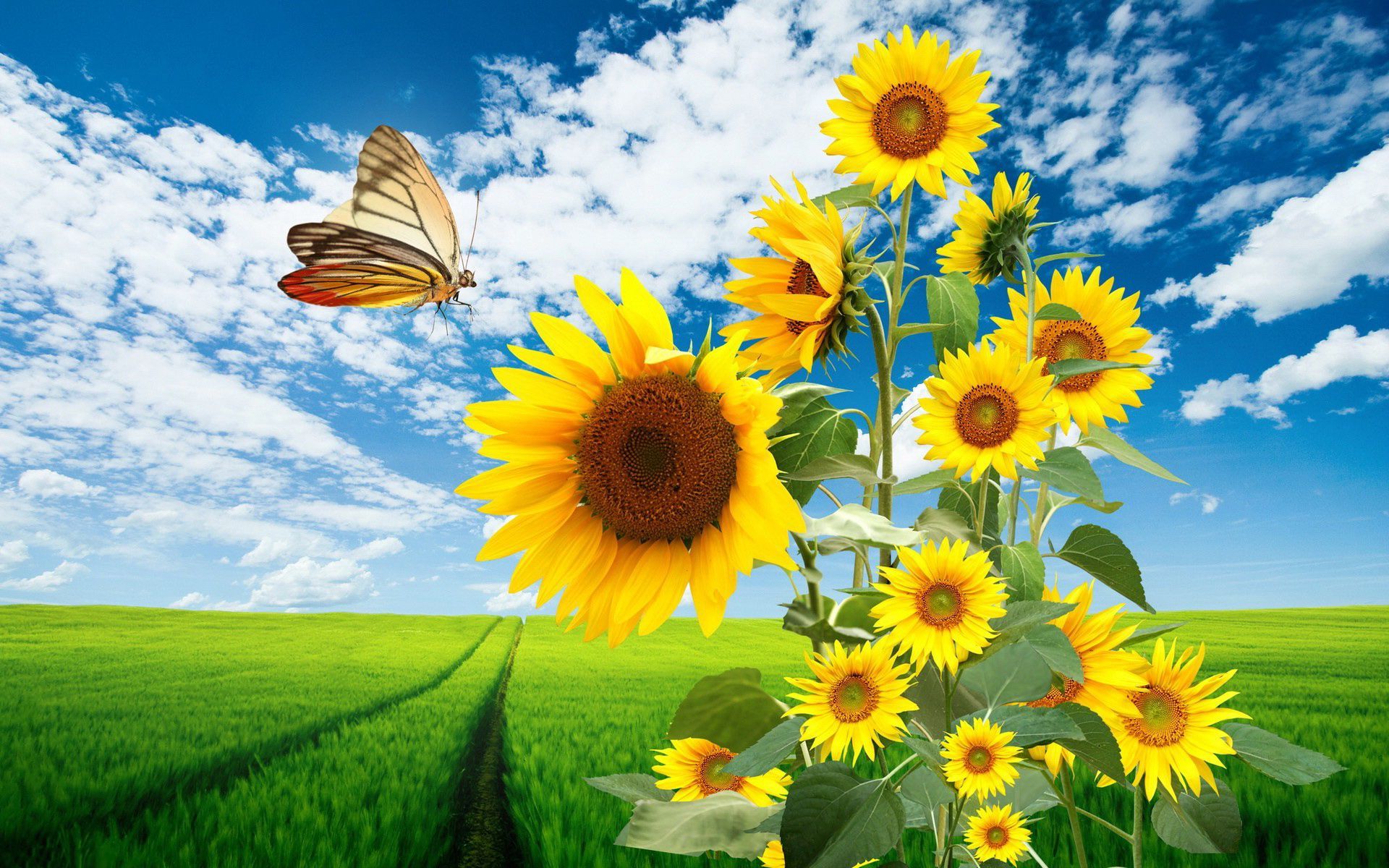 Sunflowers and Butterfly