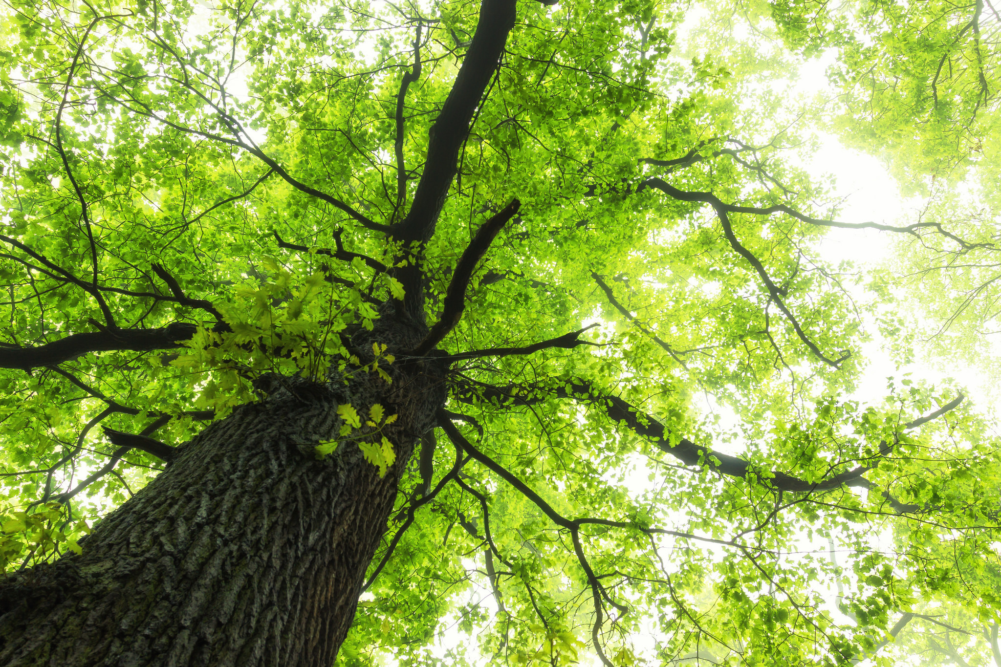 Download Canopy Green Sunny Nature Tree HD Wallpaper