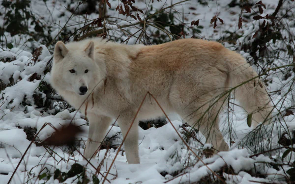 A majestic white wolf stands amidst a snowy landscape, showcasing its striking fur and alert demeanor. This captivating image serves as a stunning 4K Ultra HD desktop wallpaper.