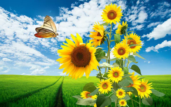 HD desktop wallpaper featuring vibrant sunflowers in a field, a butterfly in flight, lush green grass, and a bright blue sky with scattered clouds, capturing the essence of spring and nature.