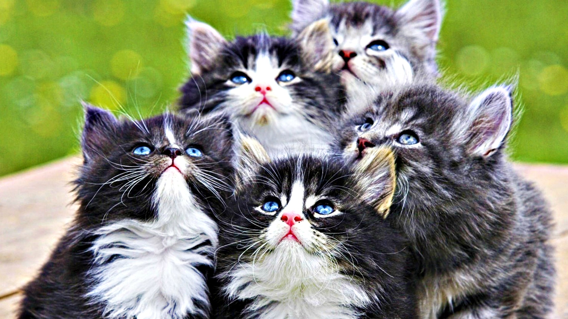 Animal Cat HD Wallpaper | Background Image
