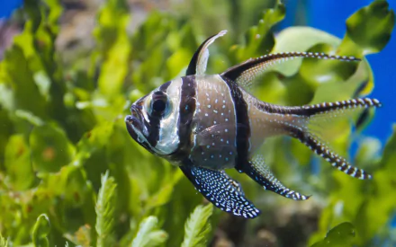  Banggai cardinalfish