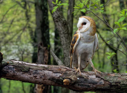A barn owl perched on a forest branch with a soft bokeh background, captured in HD for a PC desktop wallpaper.