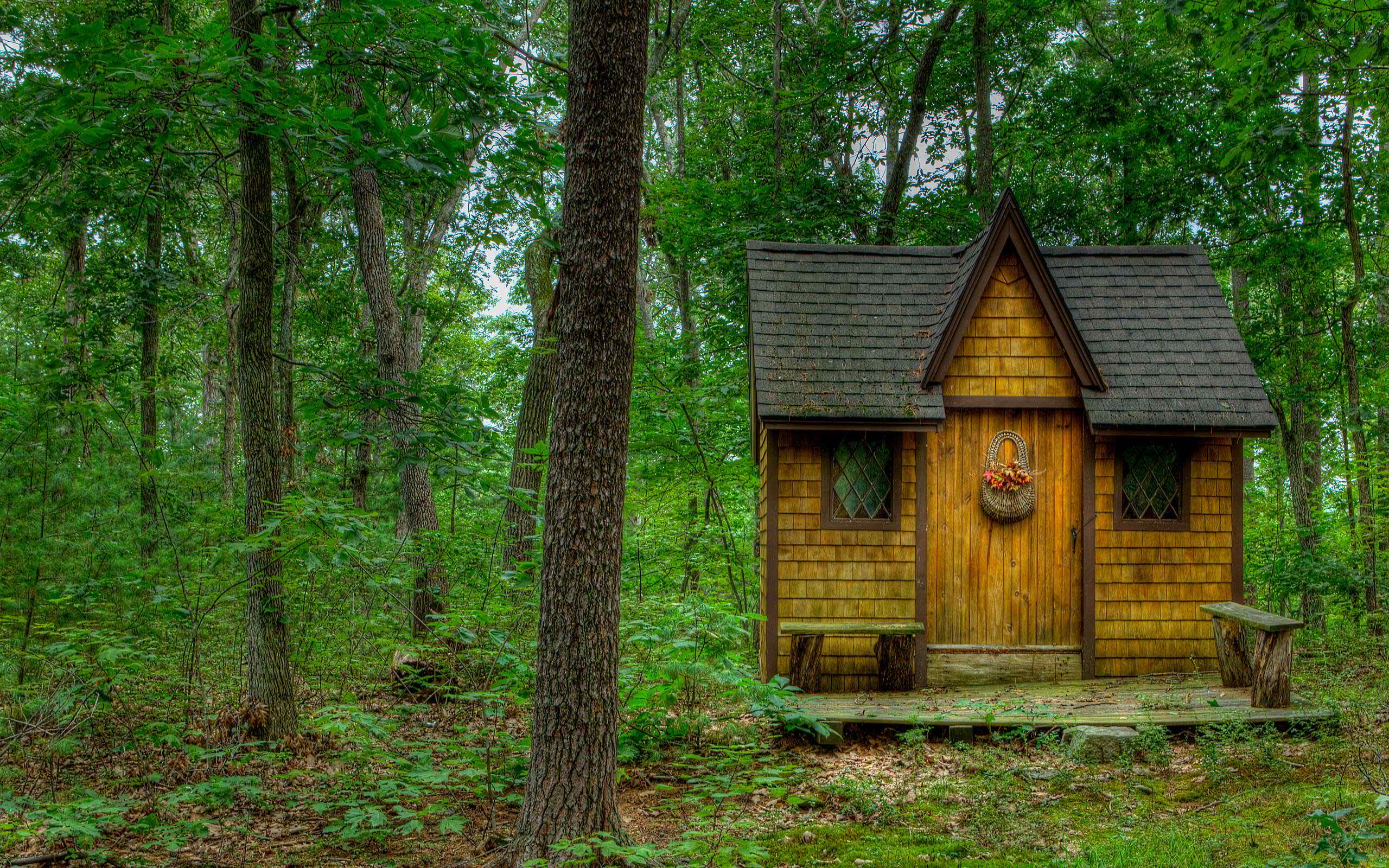 Download Green Tree Forest Man Made Cabin HD Wallpaper