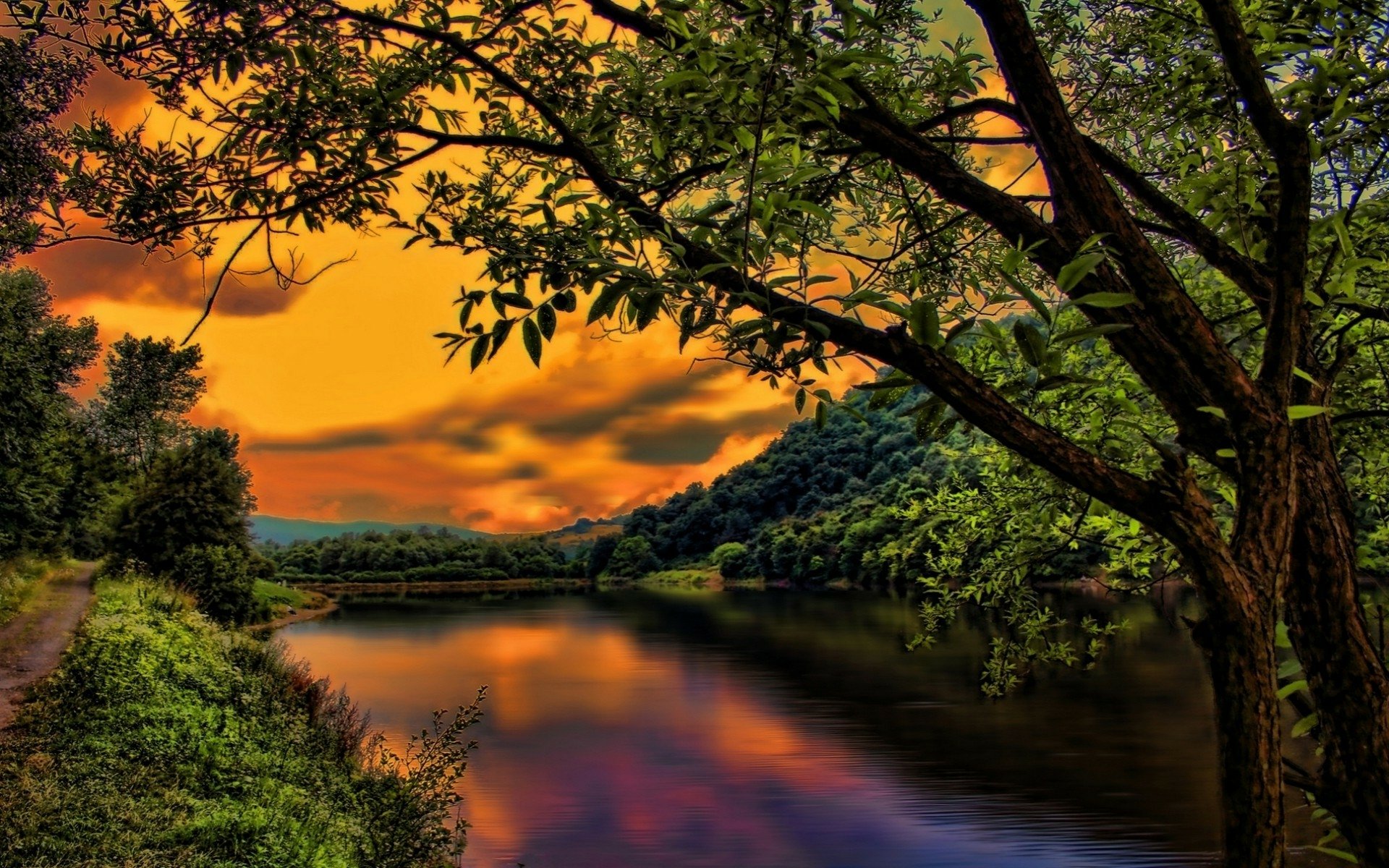 Sunset Over The Trees Full Hd Wallpaper And Background | 1920X1200 | Id