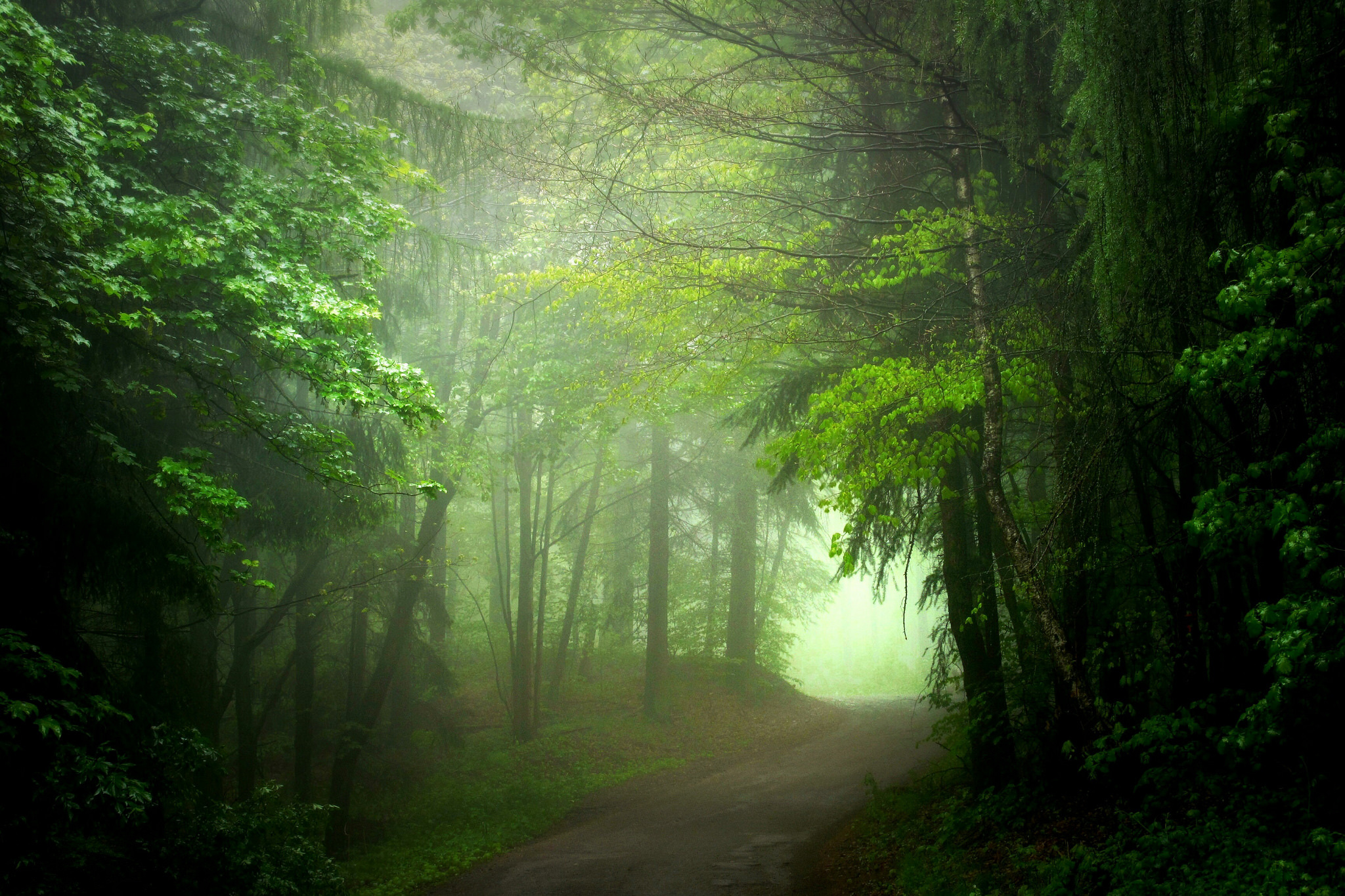 Path in Green Misty Forest Full HD Wallpaper and Background Image