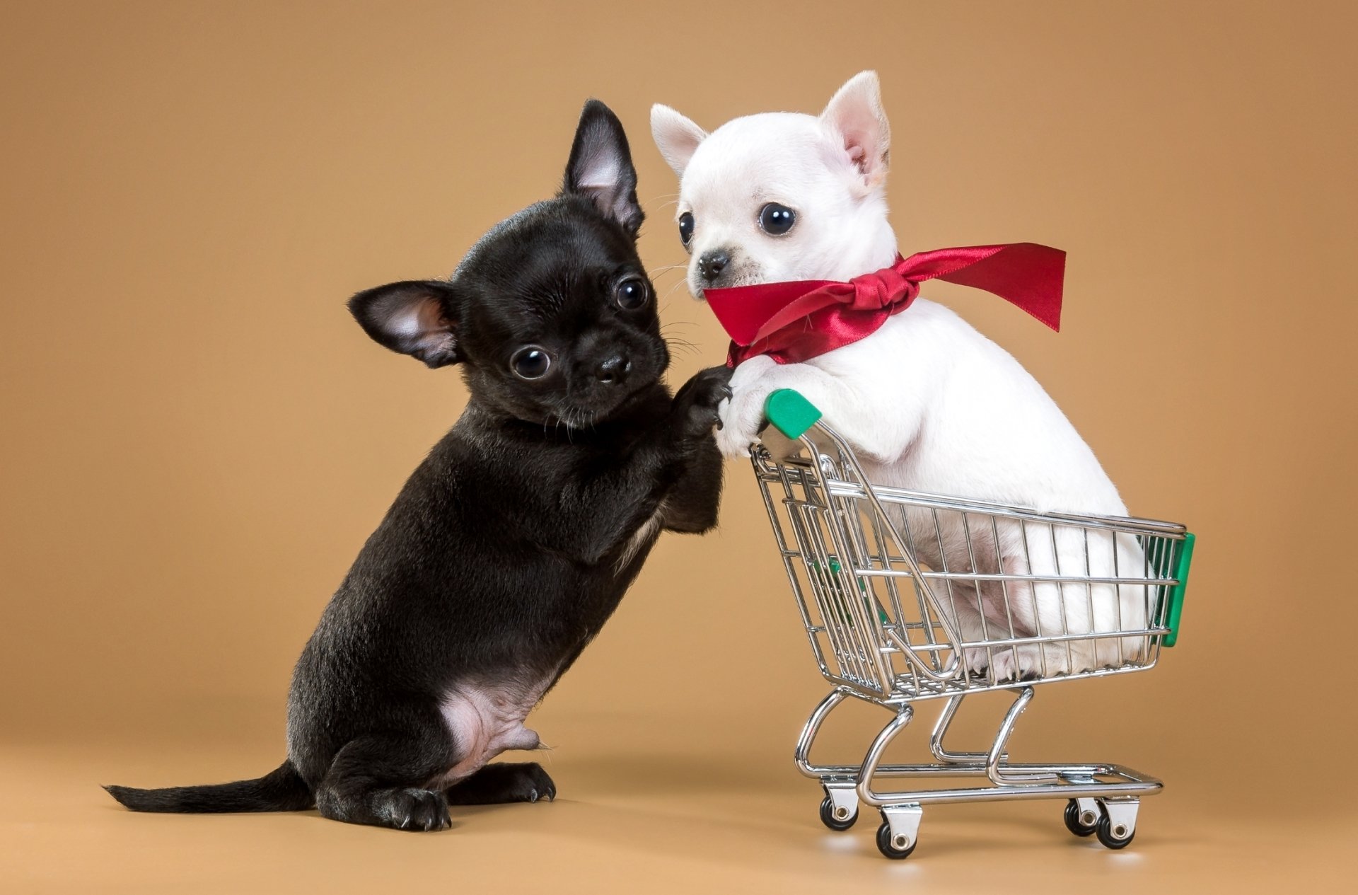 Köpek yavrusu Full HD Duvarkağıdı and Arka plan 2200x1450 ID678242