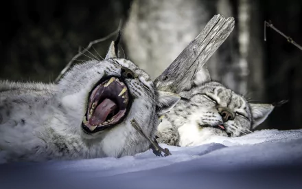 yawn sleeping snow Animal lynx HD Desktop Wallpaper | Background Image