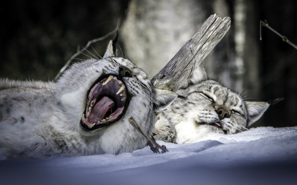 Animal Lynx Cats Snow Sleeping Yawn HD Wallpaper | Background Image