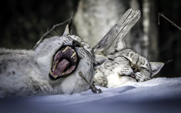 yawn sleeping snow Animal lynx HD Desktop Wallpaper | Background Image