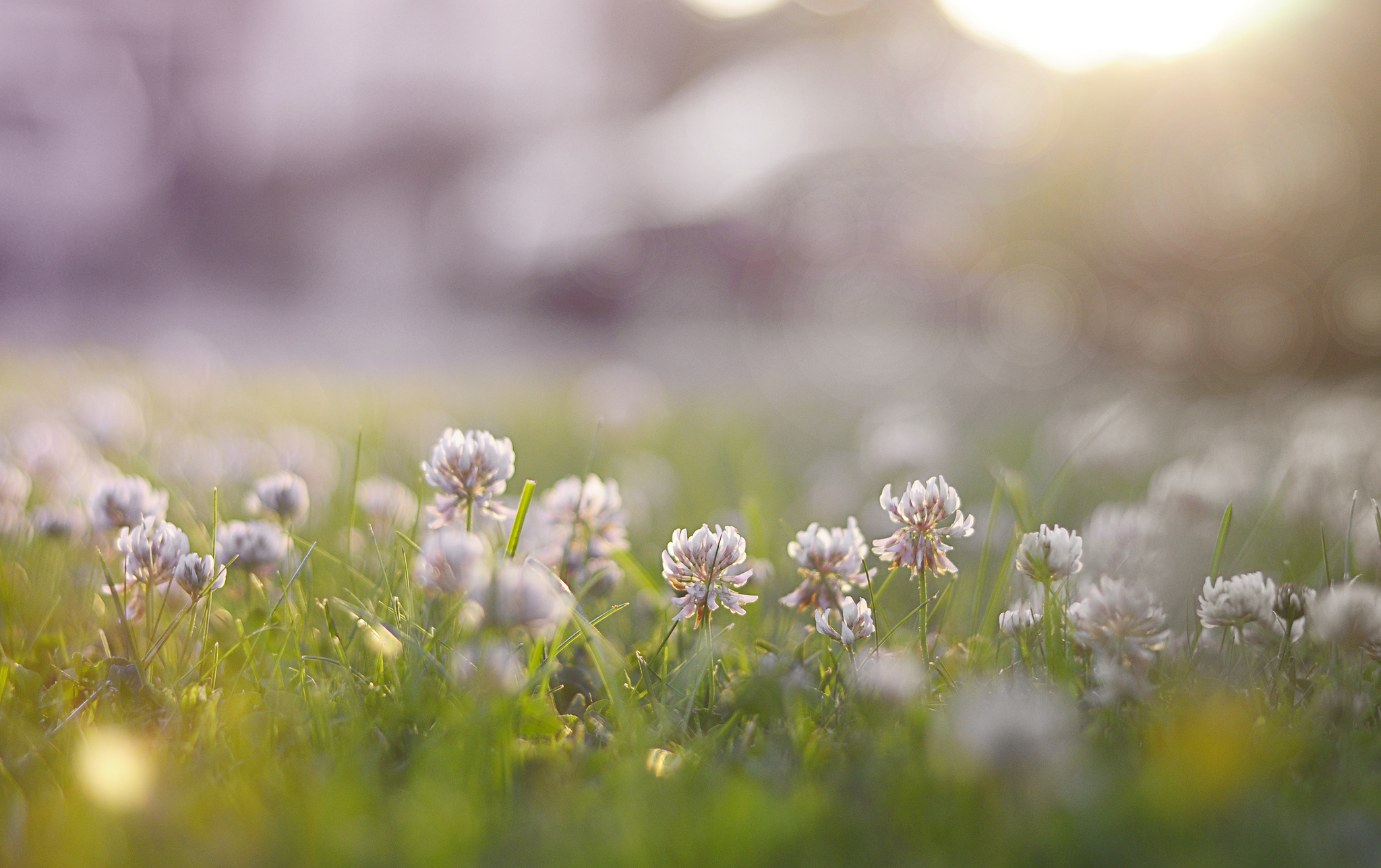 Download Bokeh Grass Nature Flower HD Wallpaper