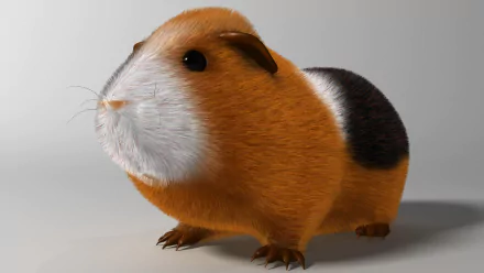 A cute, furry guinea pig stands confidently, showcasing its vibrant orange and black coat. This charming rodent adds a delightful touch to any HD desktop wallpaper.