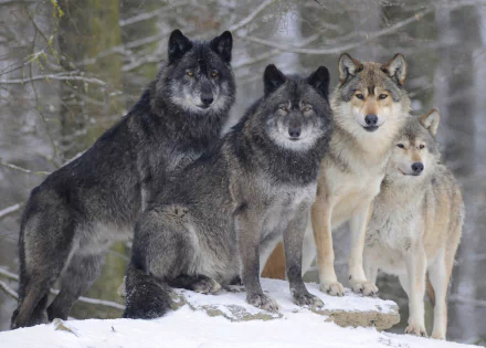Four gray wolves stand together in a snowy winter forest, beautifully capturing the essence of the wild. This HD desktop wallpaper exudes the majesty and strength of these incredible animals.