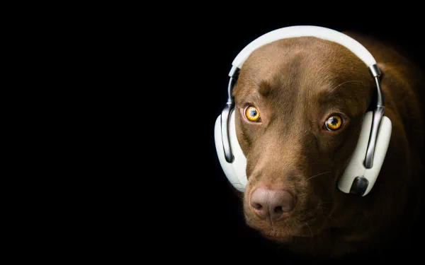 headphones Animal dog HD Desktop Wallpaper | Background Image