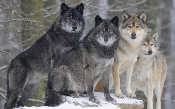 winter Animal gray wolf HD Desktop Wallpaper | Background Image