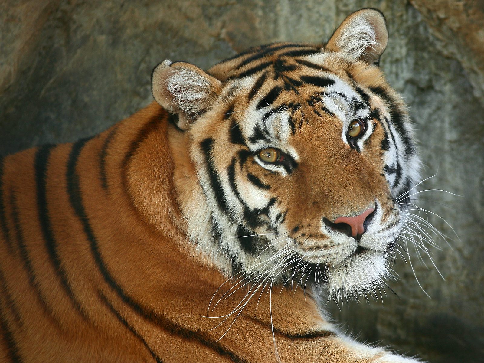 Animal Tiger HD Wallpaper | Background Image