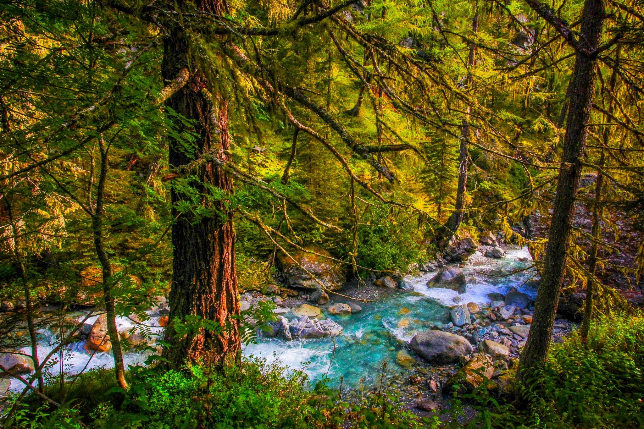 Forest River Background - High-quality Free Backgrounds