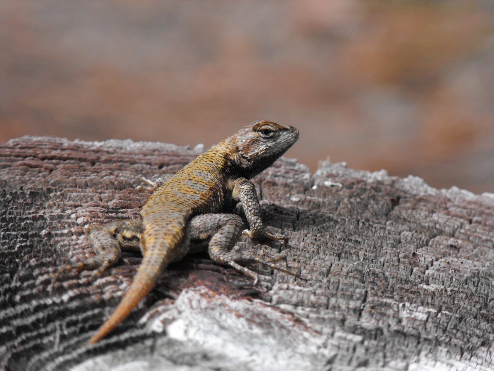 A close-up of a vibrant lizard perched on a weathered log, showcasing its detailed scales and captivating colors, serves as an engaging HD desktop wallpaper for animal enthusiasts.