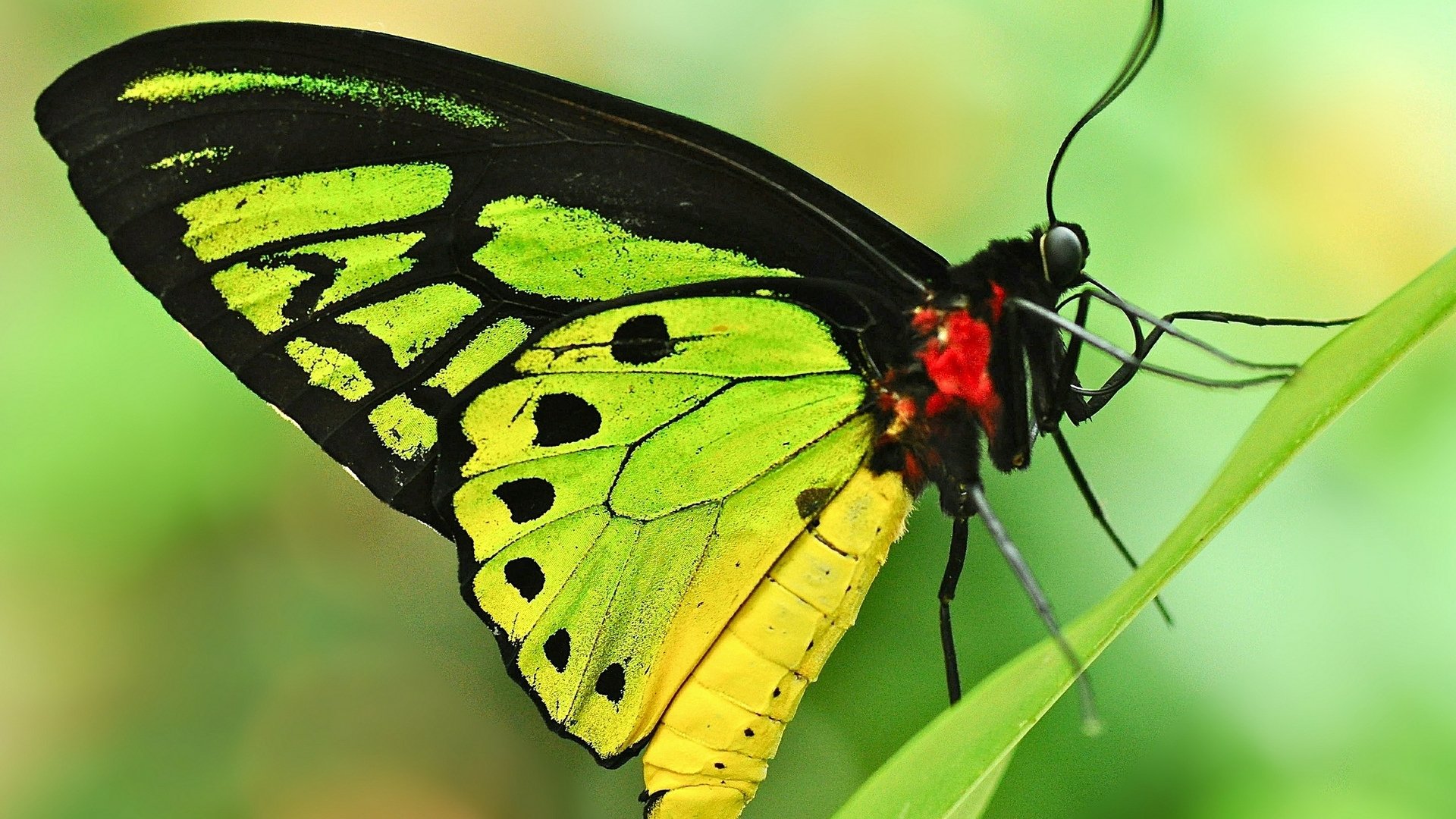 Download Green Wings Leaf Closeup Insect Animal Butterfly HD Wallpaper