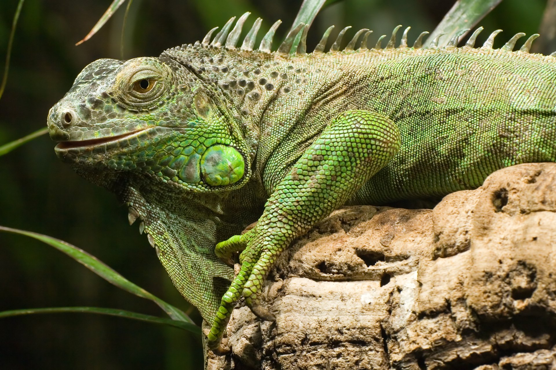 Download Lizard Iguana Animal Green Iguana HD Wallpaper by MC Gruener Leguan
