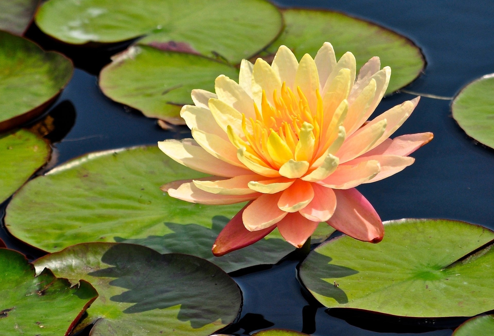 Water Lily HD Wallpaper | Background Image | 2048x1393 | ID:680706