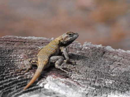 A close-up of a vibrant lizard perched on a weathered log, showcasing its detailed scales and captivating colors, serves as an engaging HD desktop wallpaper for animal enthusiasts.