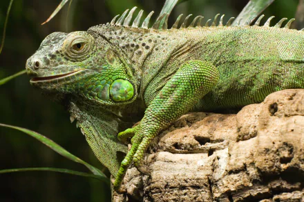 lizard iguana Animal green iguana HD Desktop Wallpaper | Background Image
