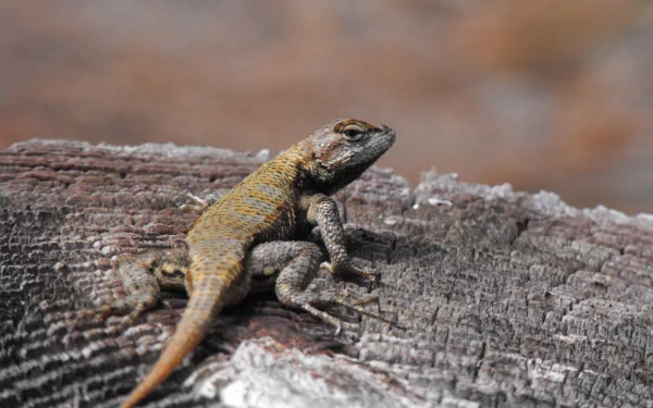 A close-up of a vibrant lizard perched on a weathered log, showcasing its detailed scales and captivating colors, serves as an engaging HD desktop wallpaper for animal enthusiasts.