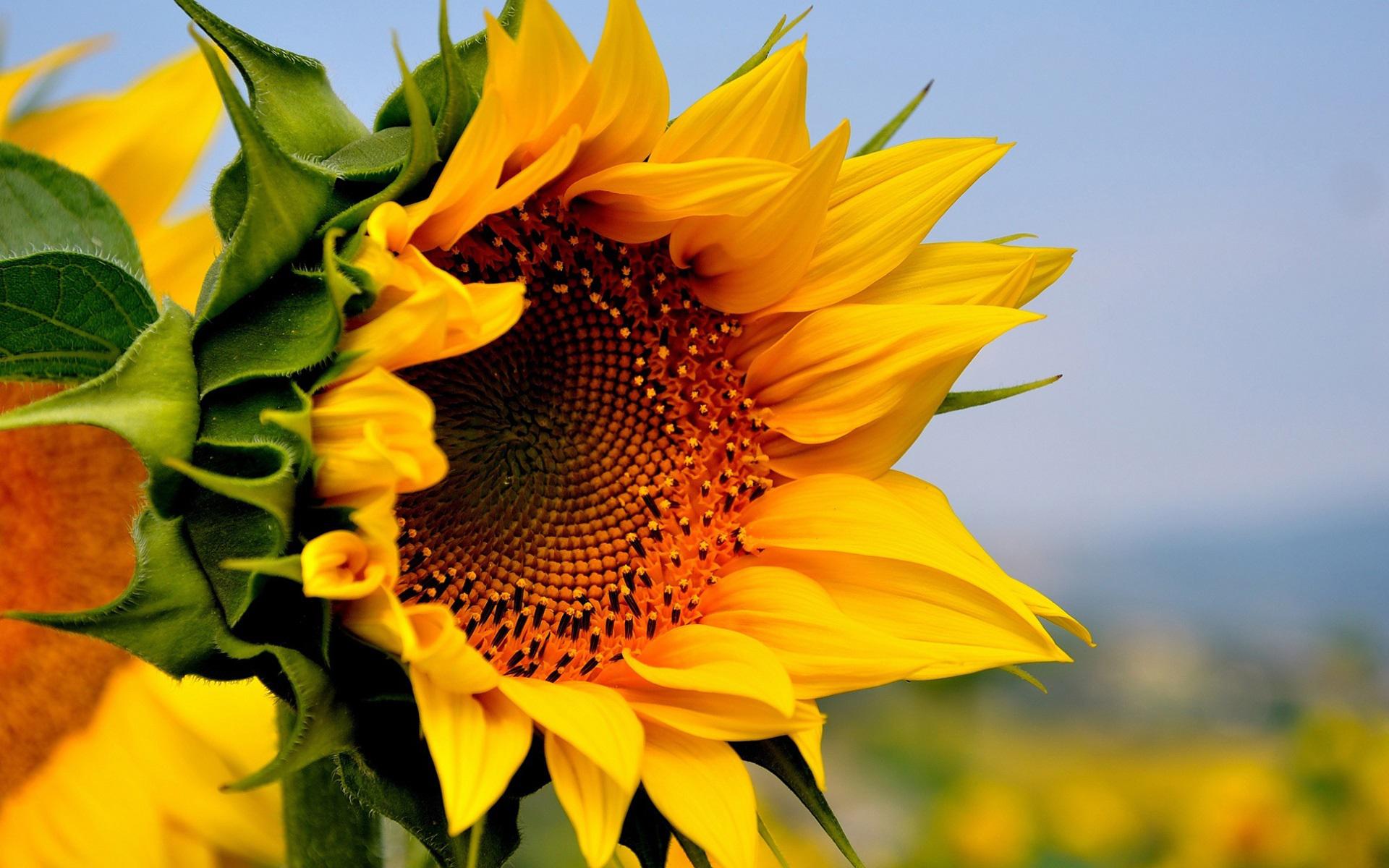 Download Yellow Flower Nature Close Up Flower Sunflower Hd Wallpaper 0270