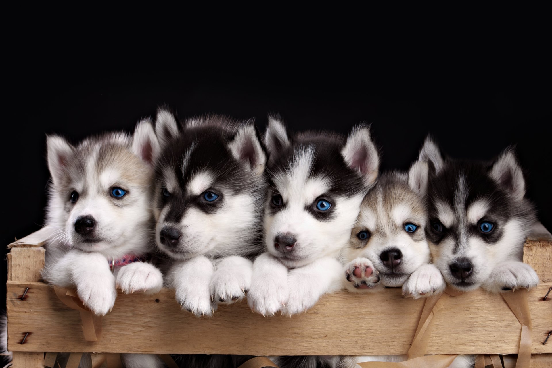 27 4k Ultra Hd Husky Wallpapers Background Images Wallpaper Abyss