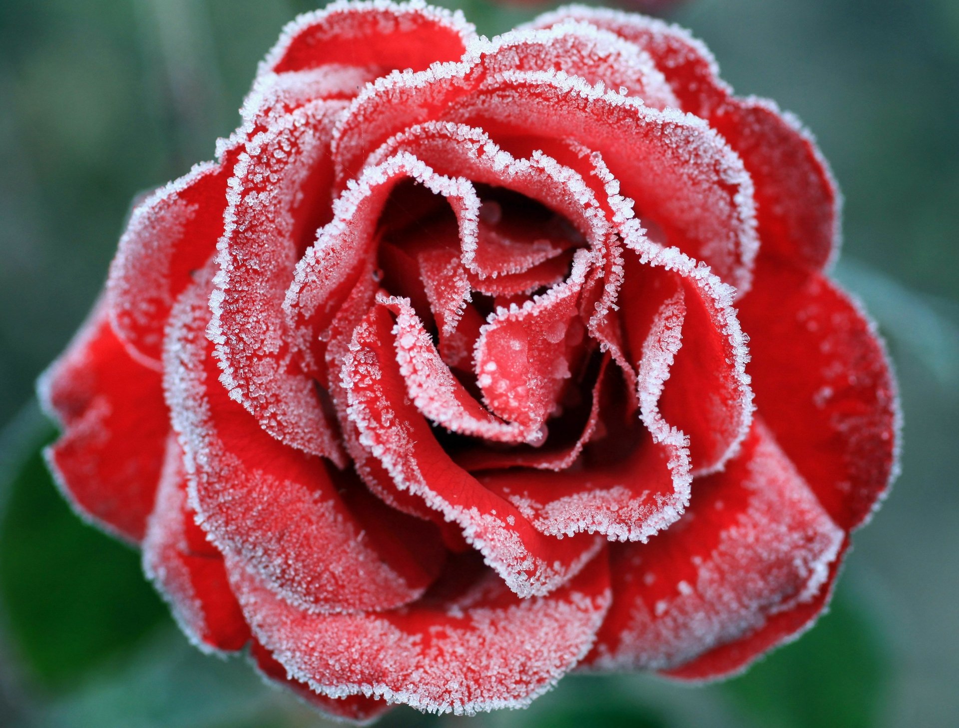 Download Frozen Nature Rose 4k Ultra Hd Wallpaper