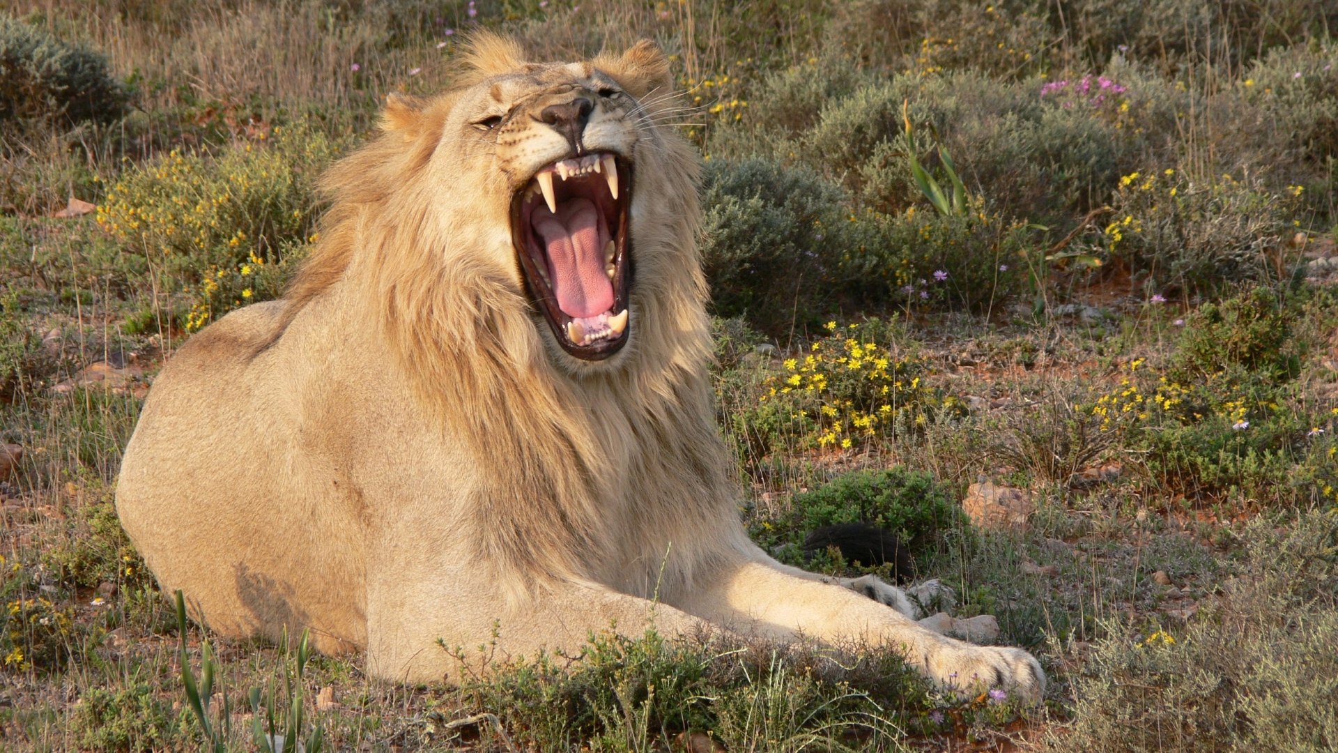 HD desktop wallpaper featuring a roaring wildcat lion resting among grass and wildflowers in a natural setting.