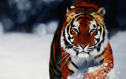 Close-up HD painting of a Siberian tiger walking through snow, capturing the fierce intensity and detailed fur of this majestic animal.