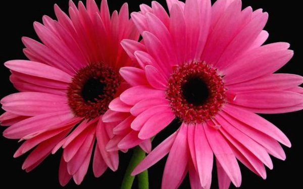 Earth Gerbera Flowers Flower Daisy Close-Up Pink Flower HD Wallpaper | Background Image