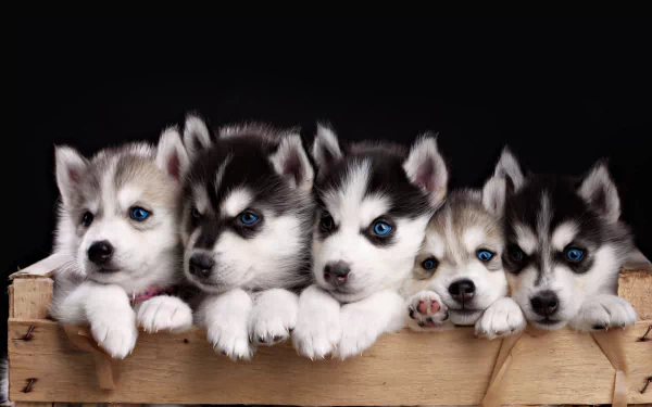 A group of adorable Husky puppies with striking blue eyes peer over a wooden crate against a black background. This HD wallpaper captures their cuteness and charm perfectly.